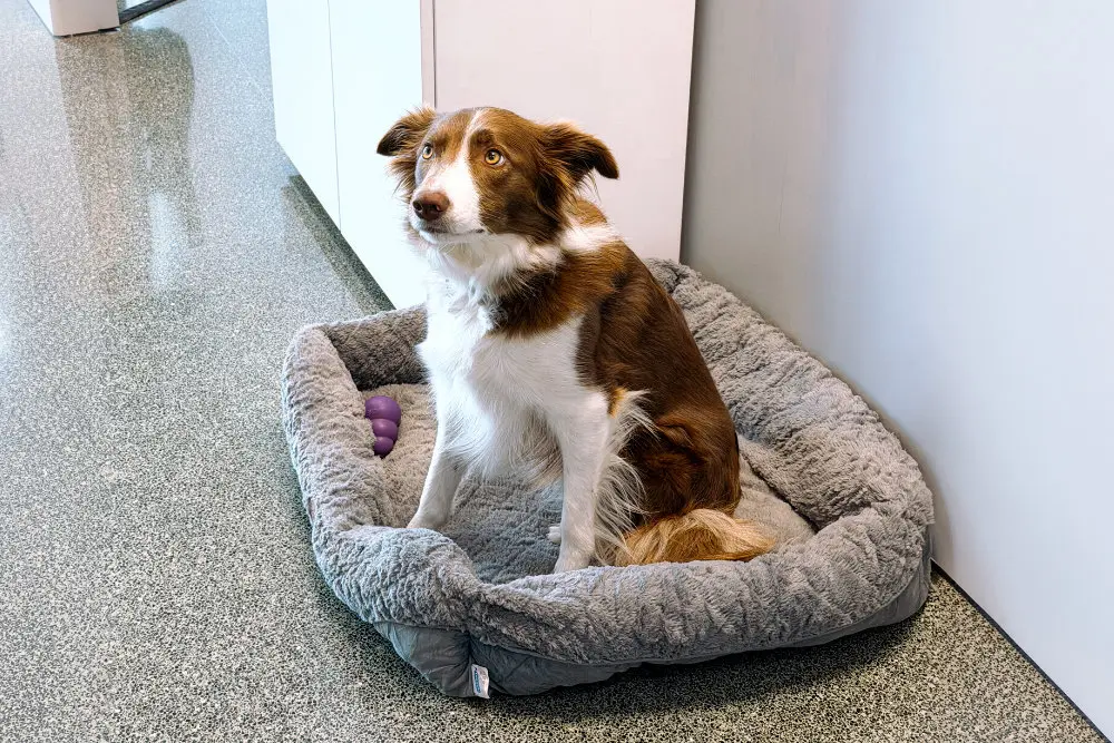 alquiler de oficinas coworking dog friendly